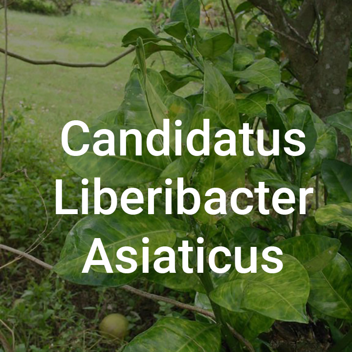 Candidatus Liberibacter Asiaticus