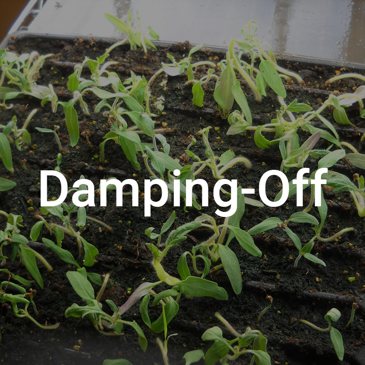 Damping-off