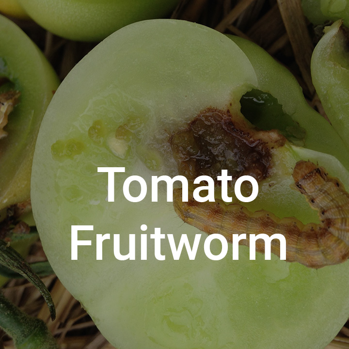 Tomato Fruitworm