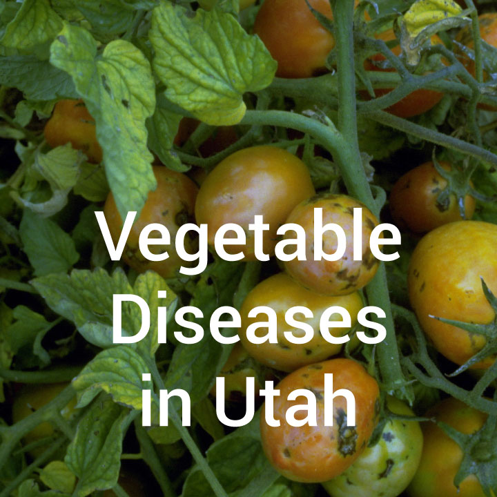 Vegetable diseases in Utah