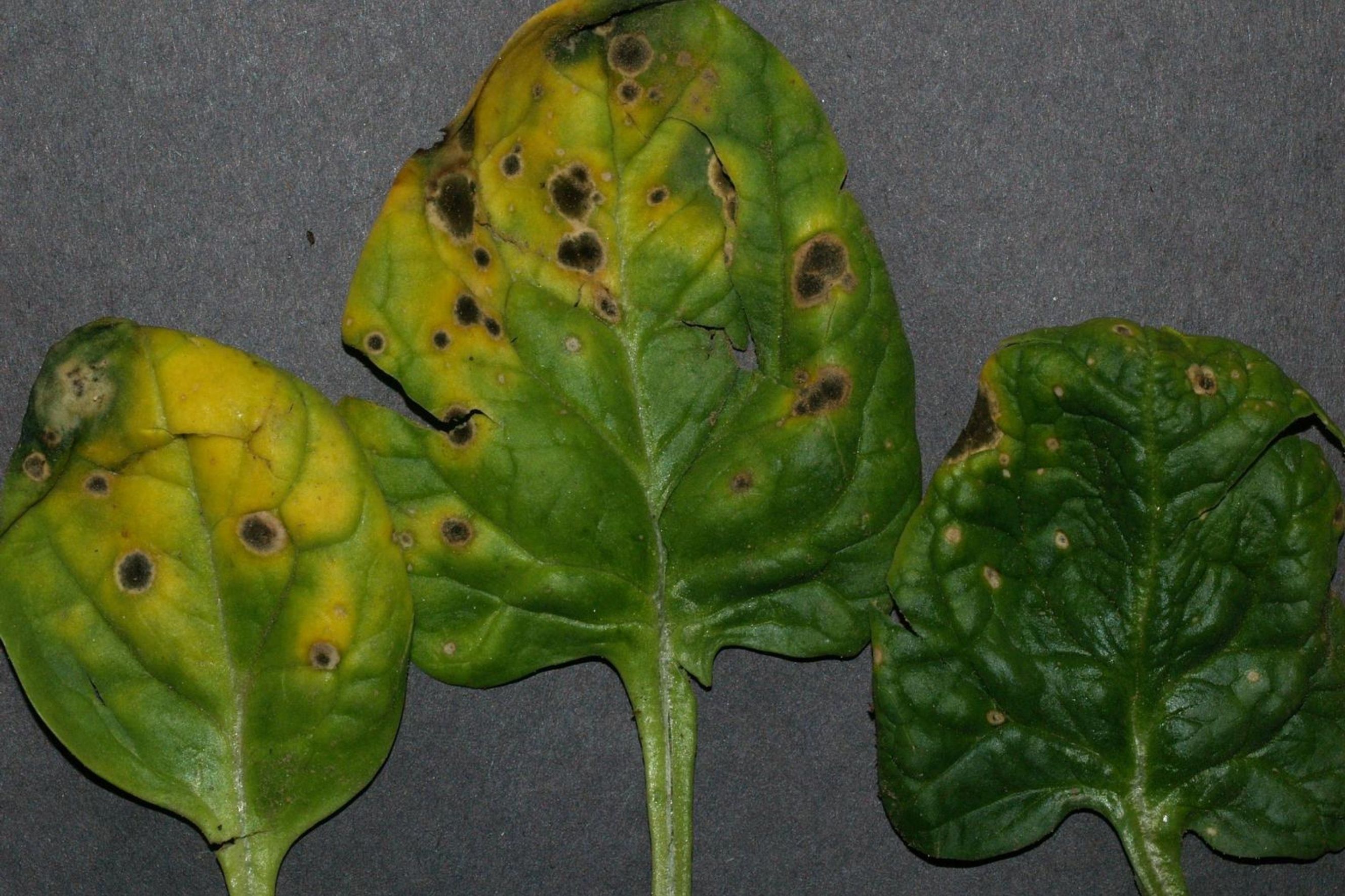 Stemphylium Leaf Spot
