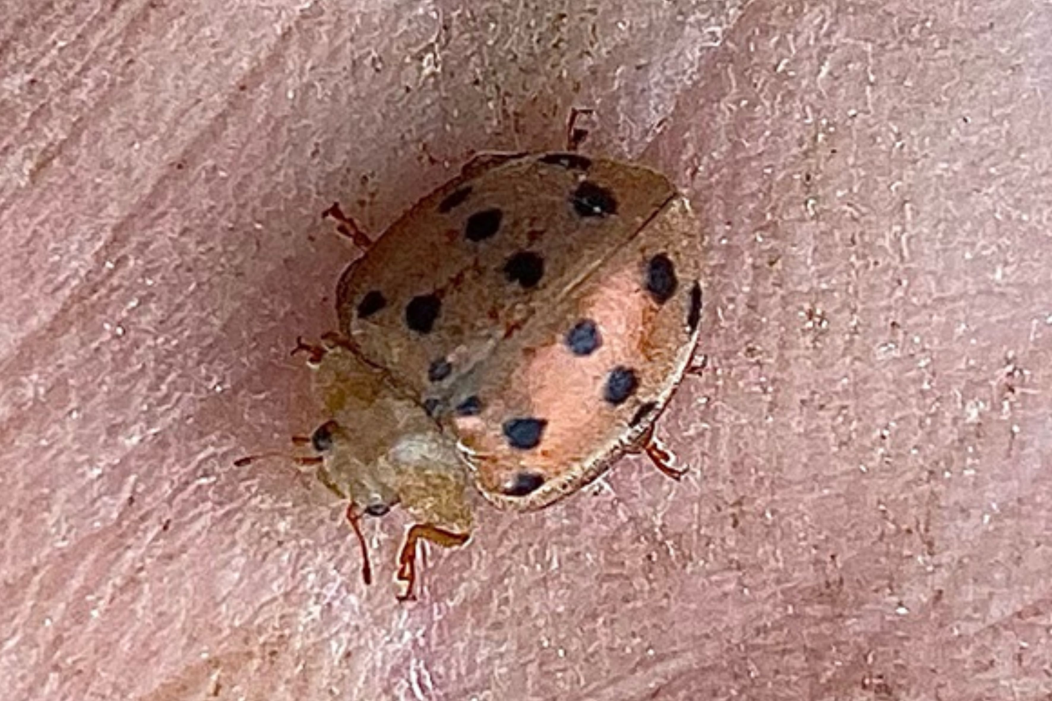 Mexican Bean Beetle | USU