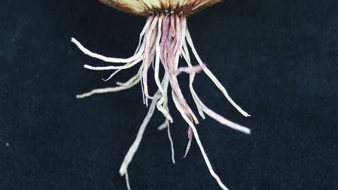 Onion root with symptoms of pink root disease<br><h6>