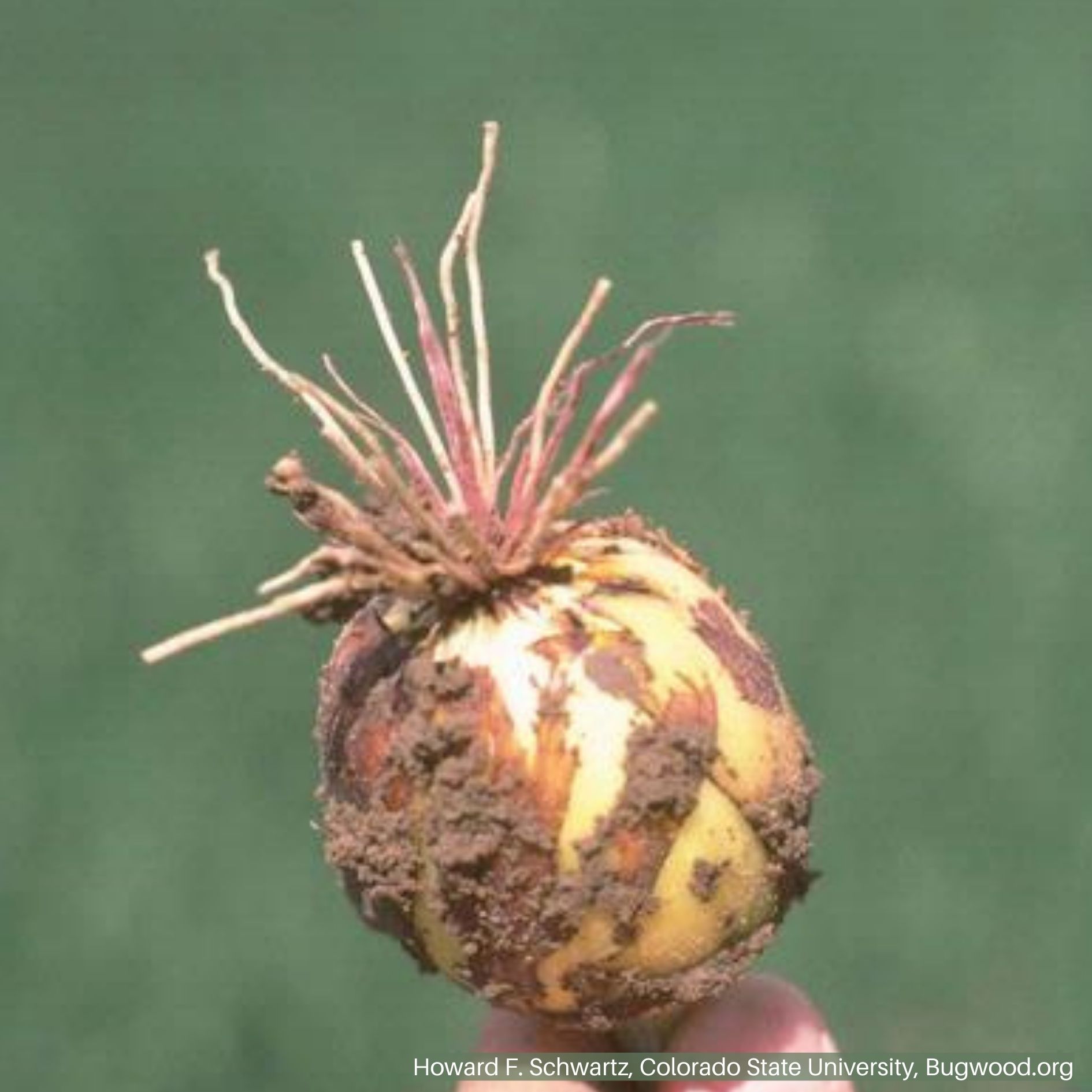 Onion Root with Symptoms of Pink Root Disease<br><h6>