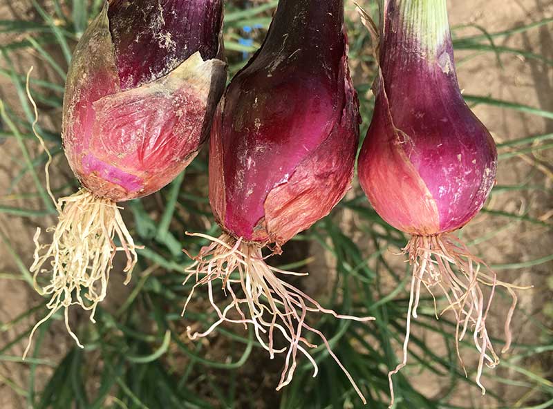 Onions with pink root caused by <em>Phoma terrestris.</em><br><h6>