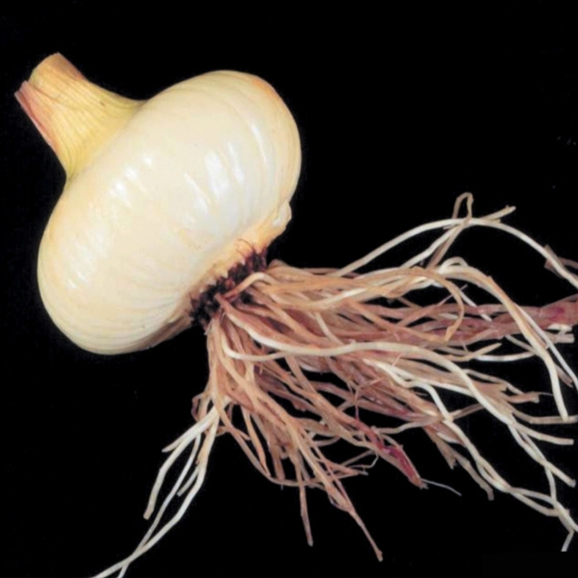 Onion Infected with Pink Root