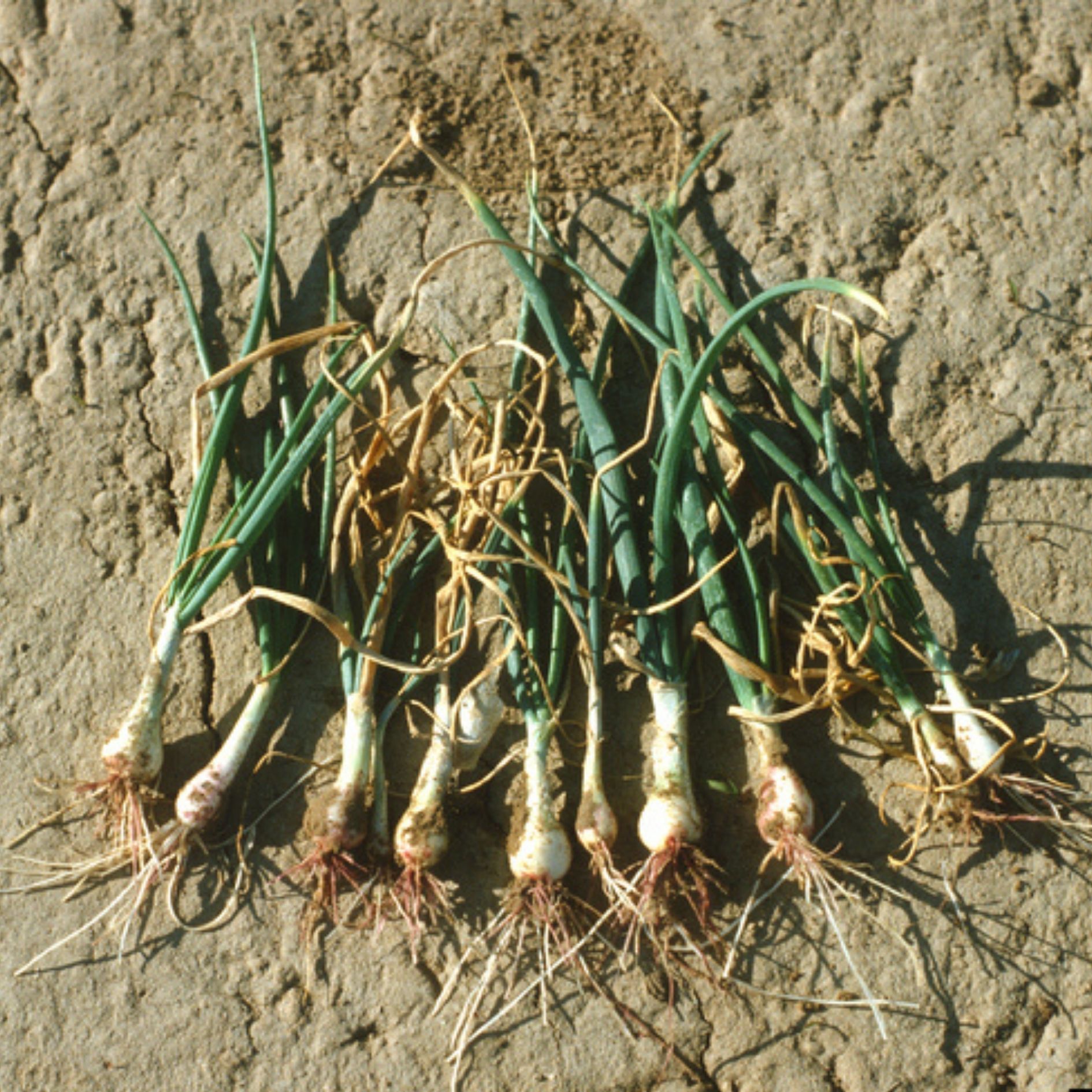 Onions with Pink Root