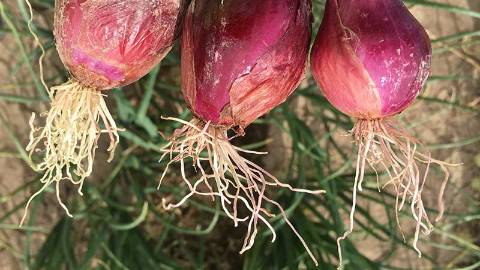 Pink Root Onion