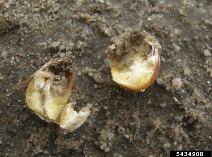 Seedcorn Maggot