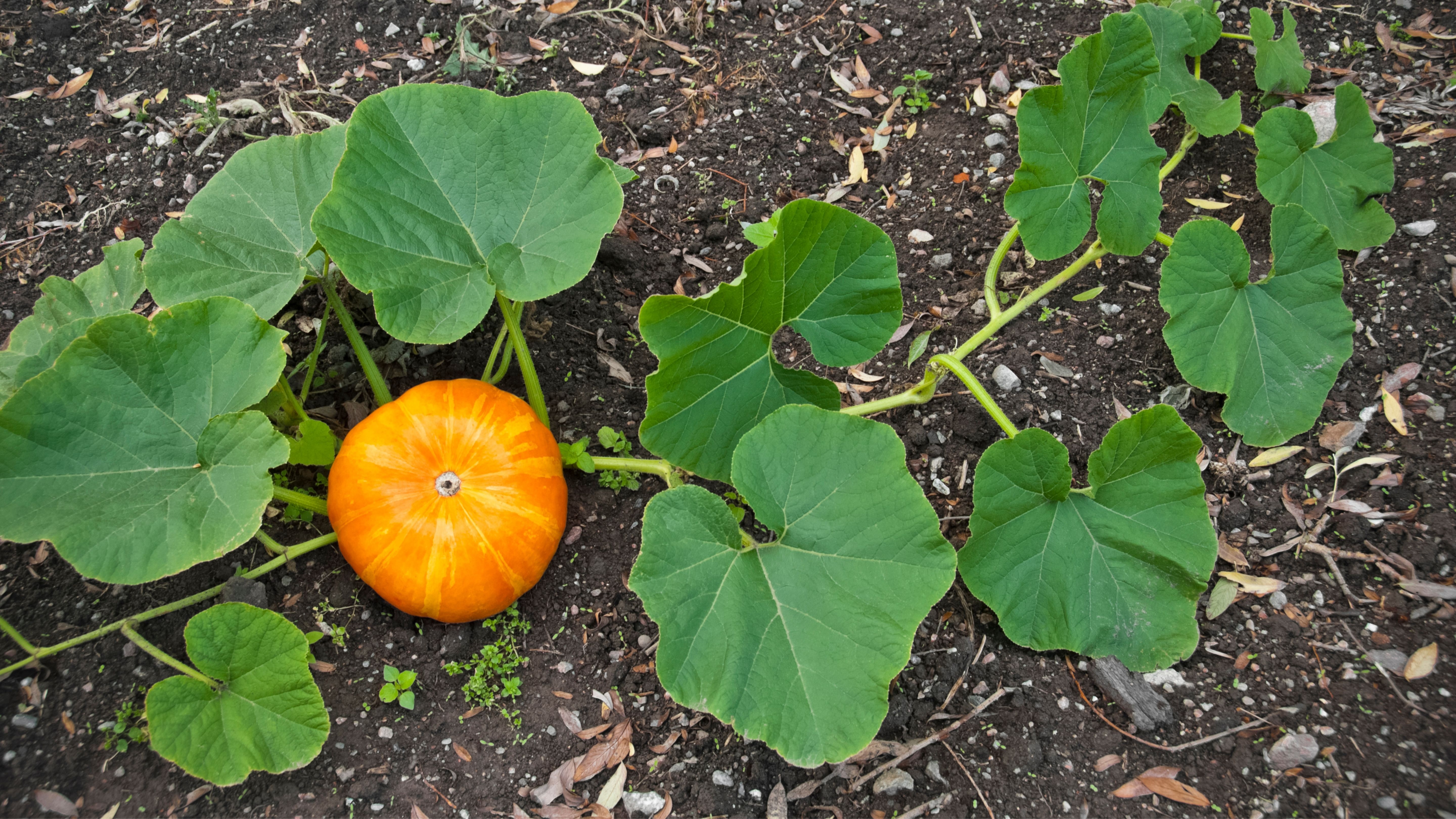 Overview of Squash Pests