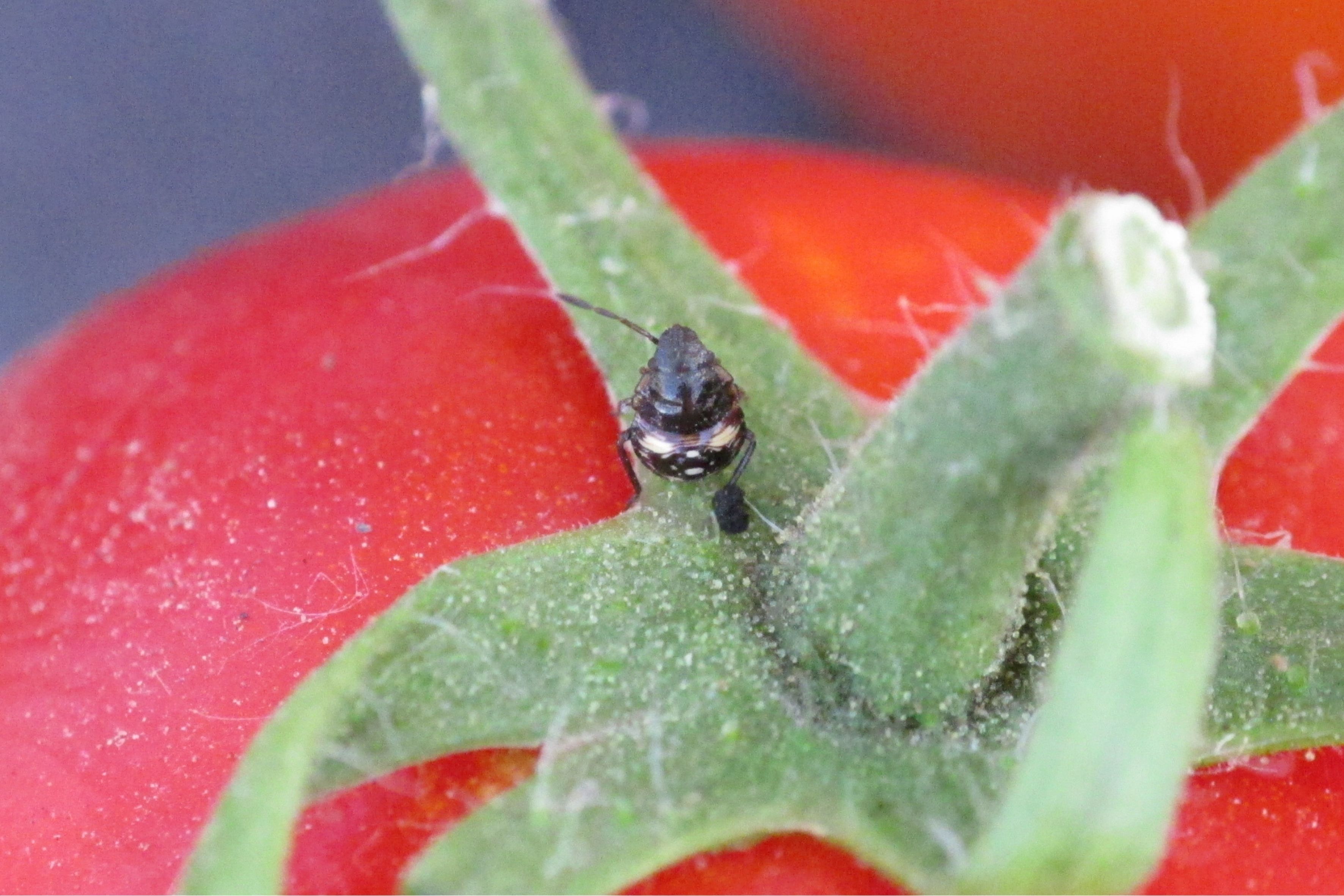 Stink Bug Nymph on Tomato