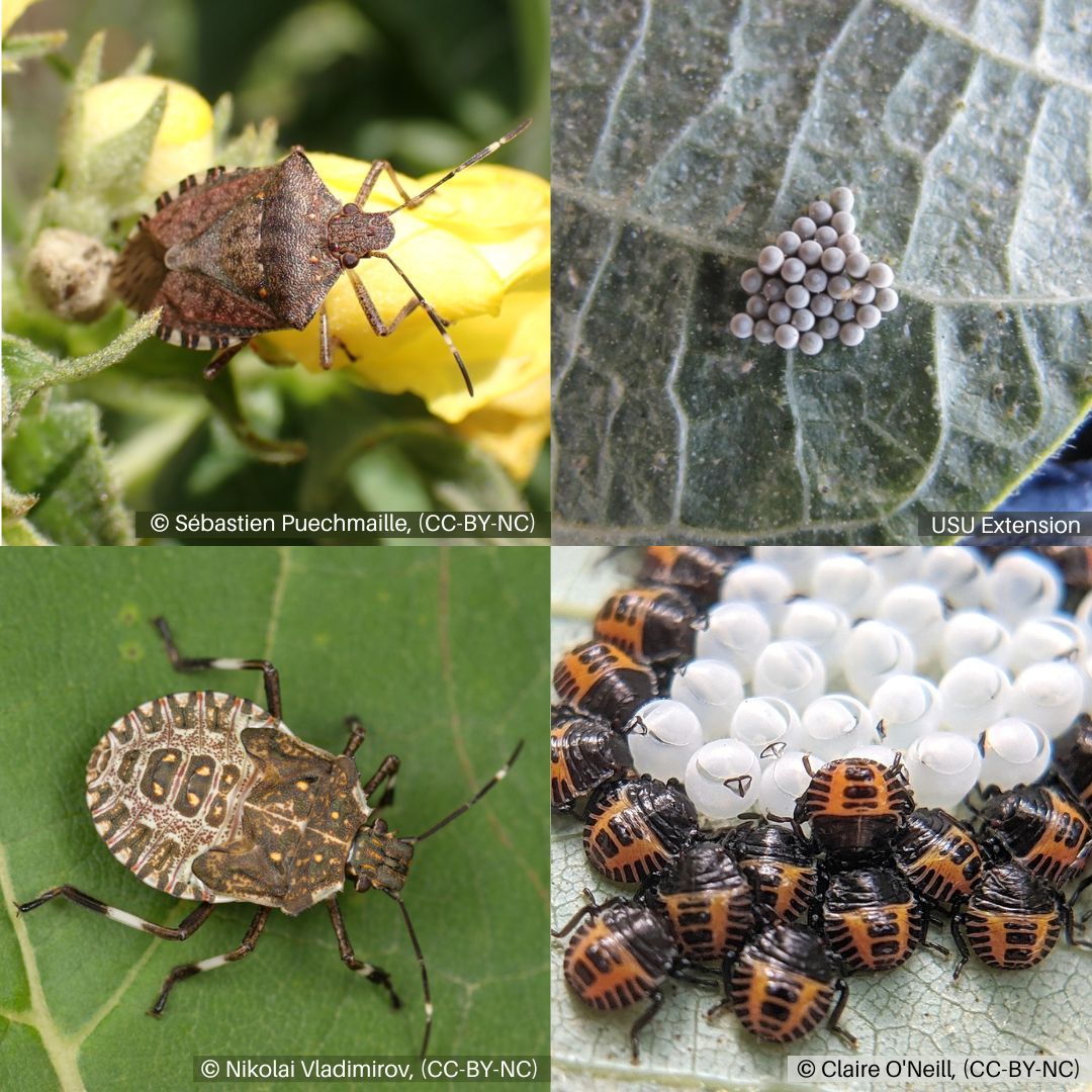 Brown Marmorated Stink Bug (BMSB) Life Stages