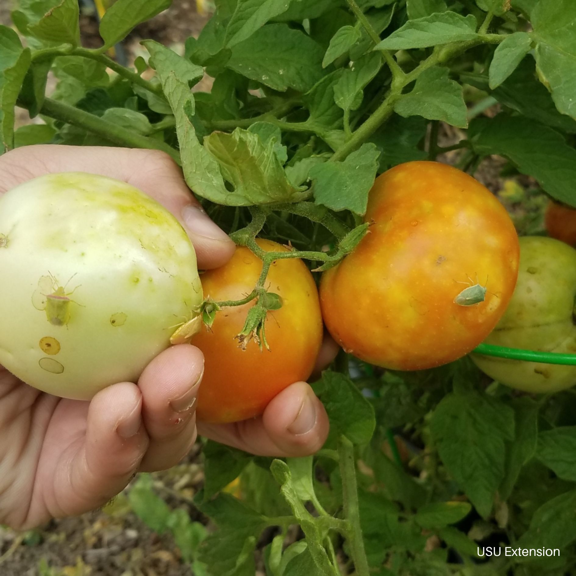 Stink Bug Feeding Damage on Tomatoes