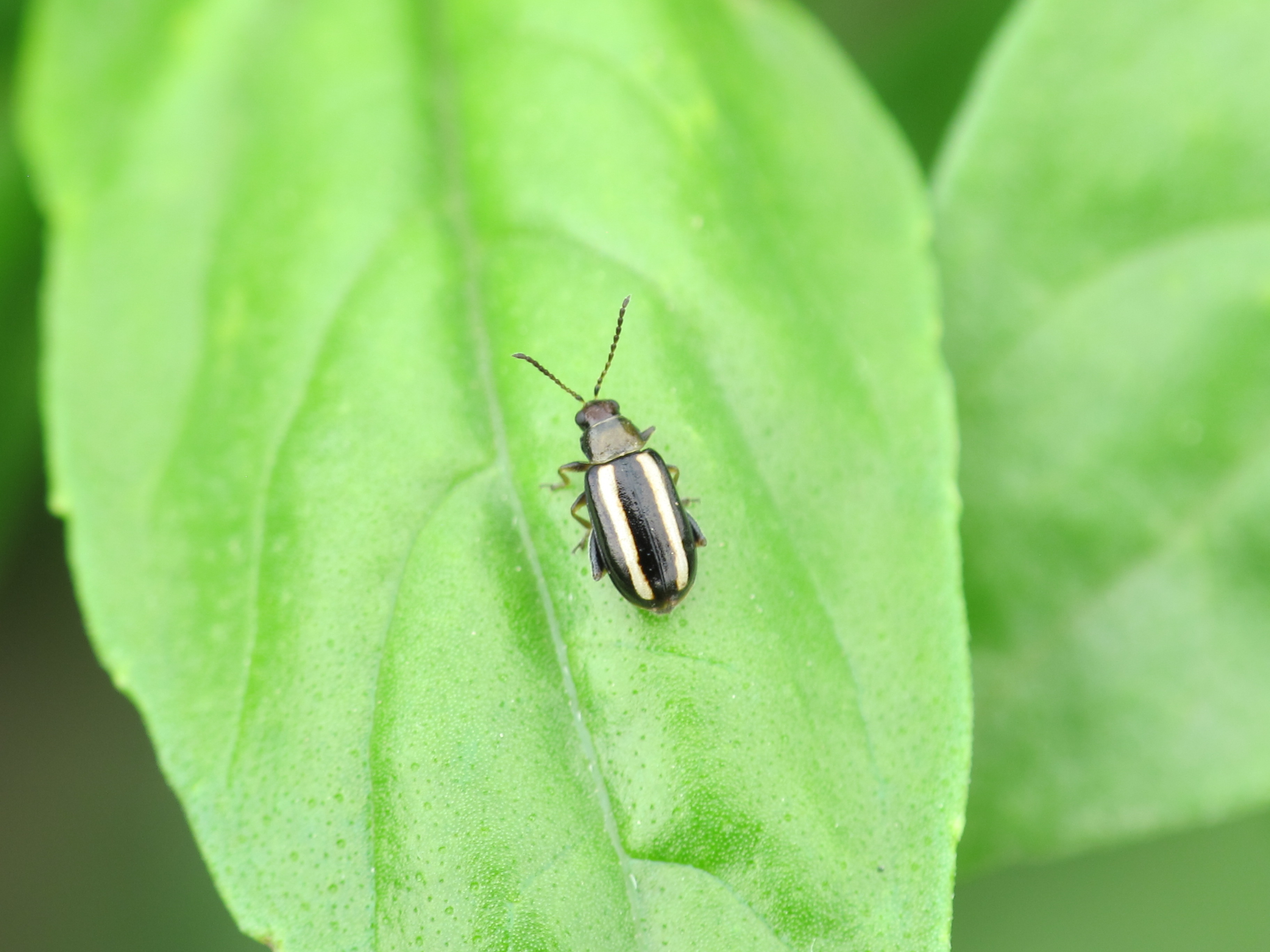 palestriped flea beetle
