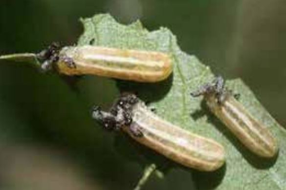 sumac flea beetle larvae