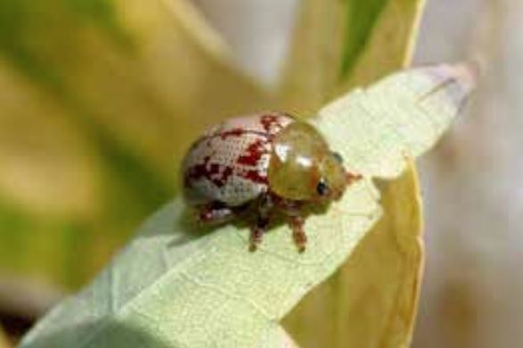 sumac flea beetle