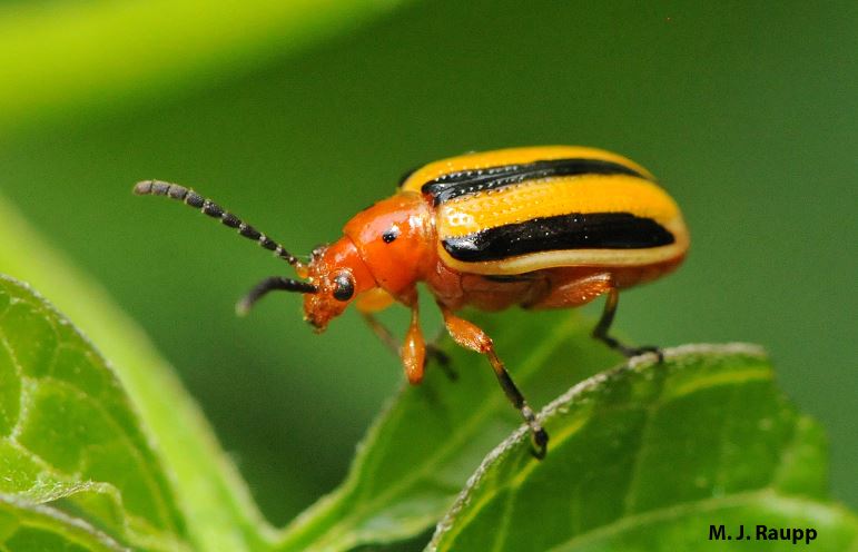 Adult stage of the three-lined potato beetle.