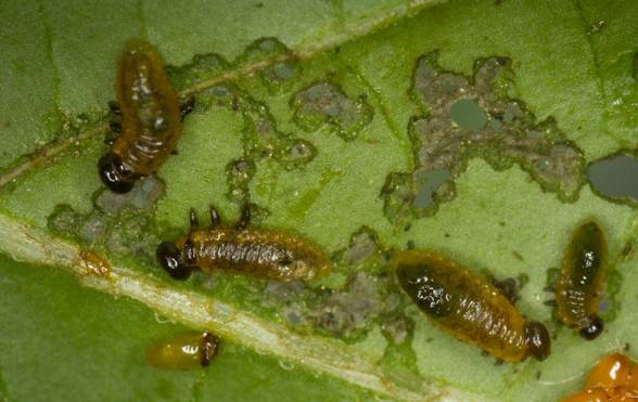 Three-lined potato beetle larvae