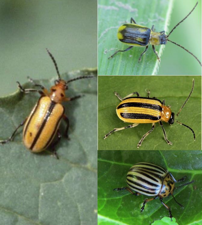 Three-lined potato beetle look alikes