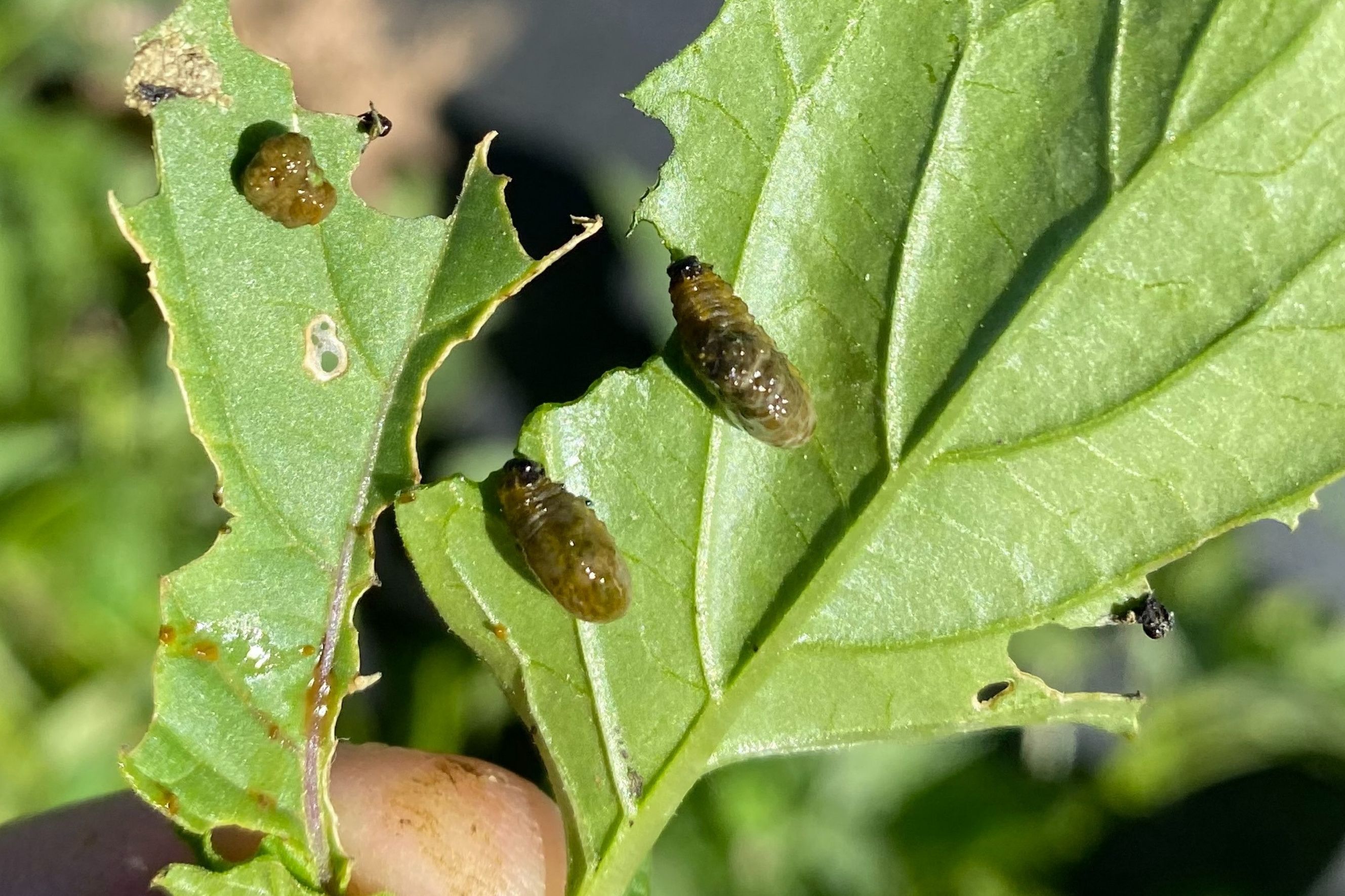 Three-Lined Potato Beetle Larva