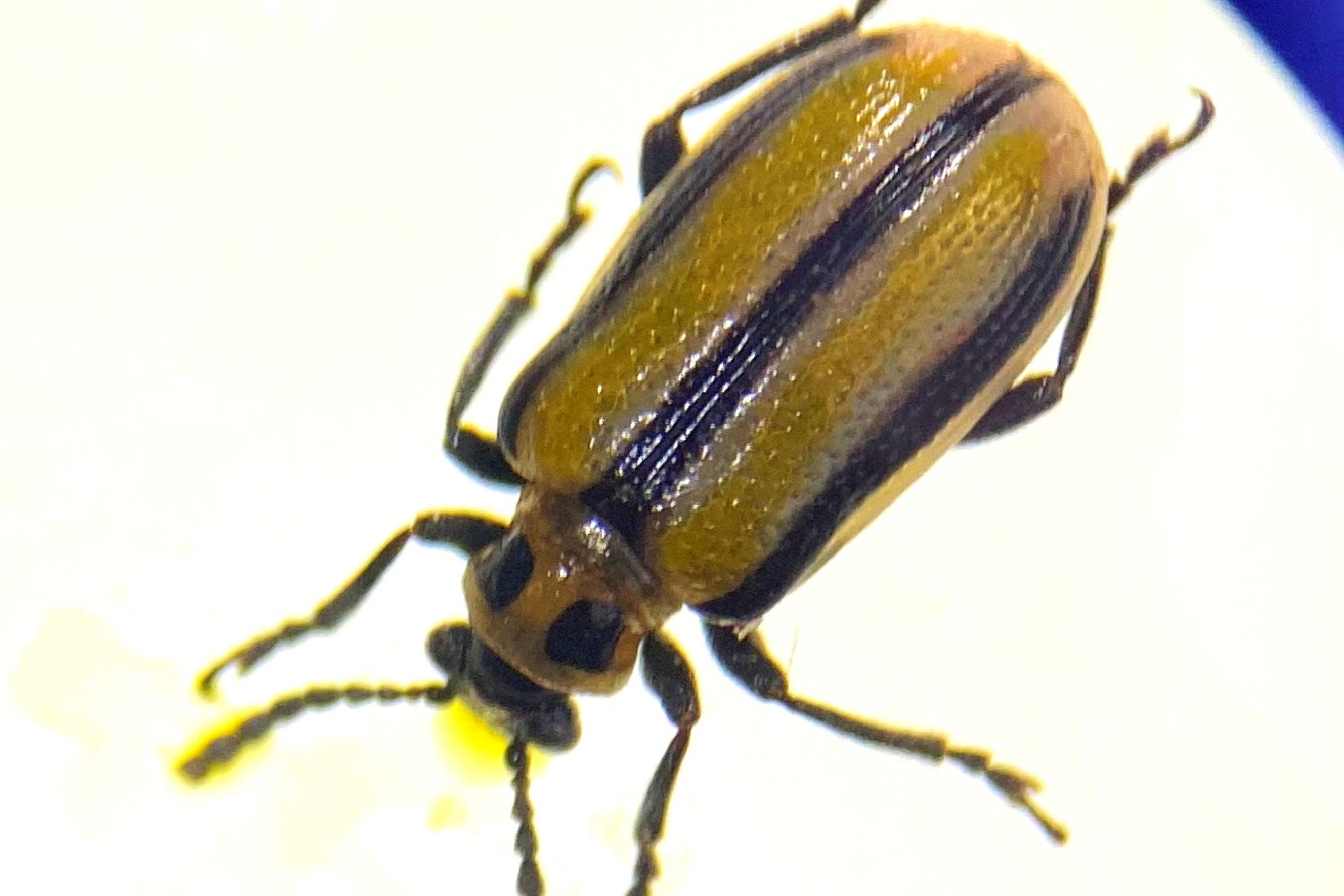 Three-lined Potato Beetle Adult