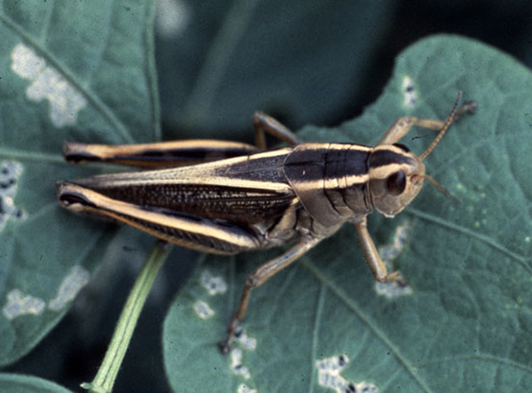 Twostriped Grasshopper (Melanoplus bivittafus)