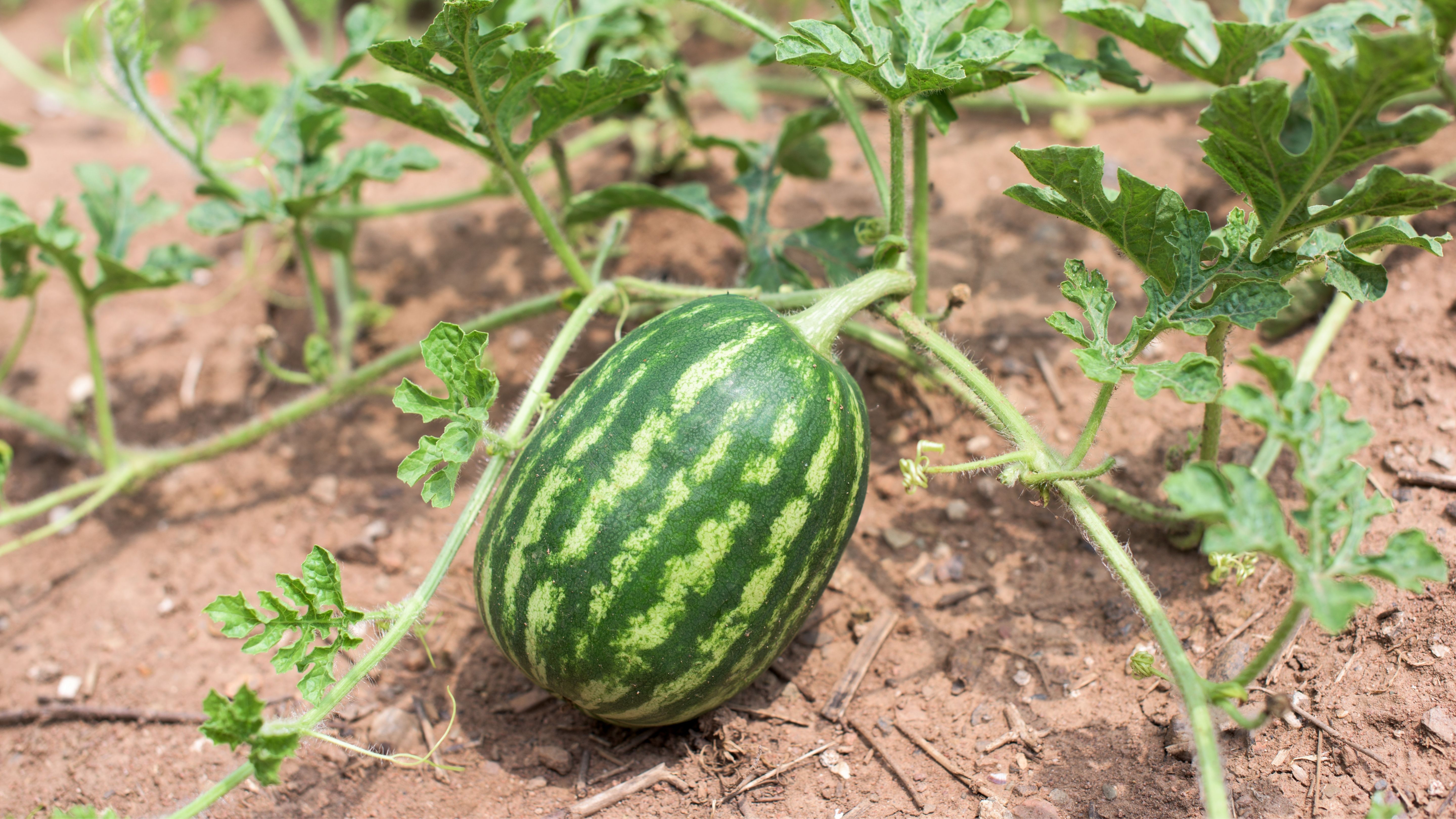 Overview of Melon Pests