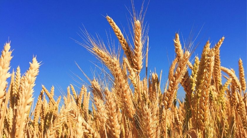 Wheat & Barley