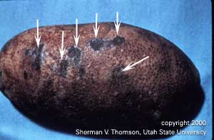 Irregularly shaped dark lesions (indicated by the arrows) produced by the early blight fungus on a potato tuber.