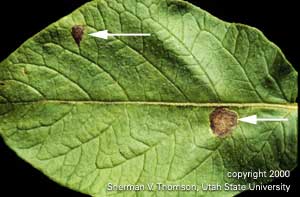 Foliar early blight symptoms on a potato leaf.