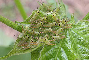 grasshopper nymphs