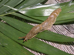 Slugs have no external shells, but are similar to snails.