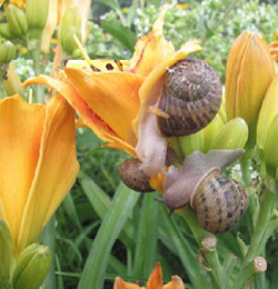 Snail damage on Hemerocallis (daylily).