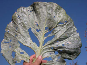 Slug damage to cabbage.