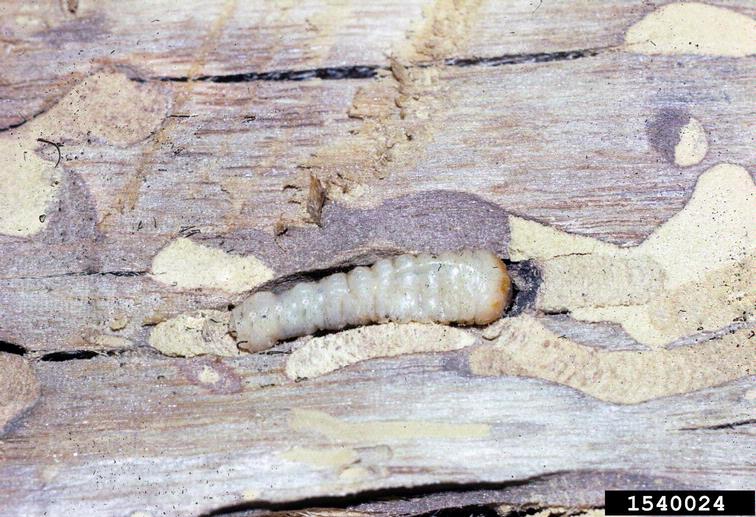 banded ash borer larva