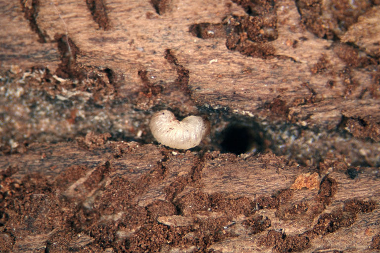 spruce engraver larva