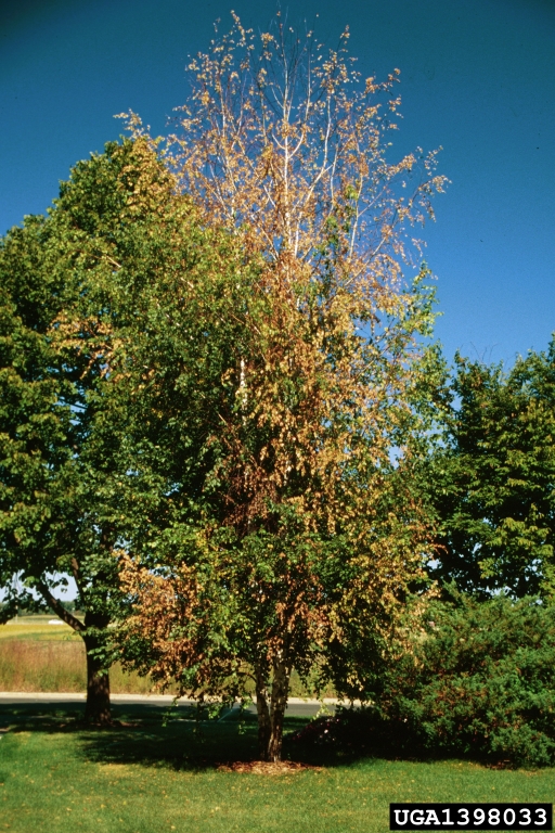 bronze birch borer damage