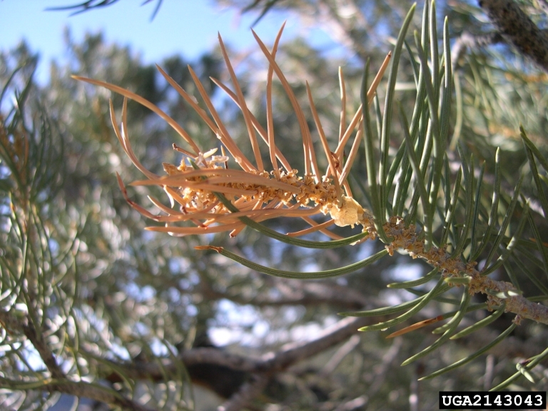 pine tip moth damage