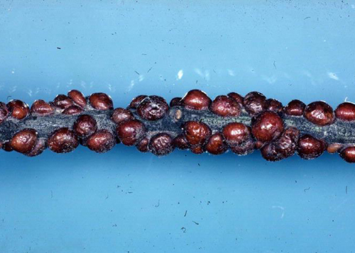 european fruit lecanium scales