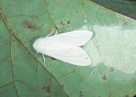 fall webworm moth
