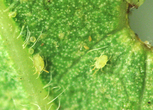 honeylocust spider mites