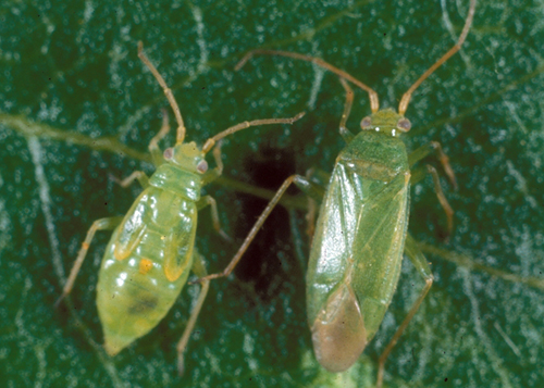 honeylocust plant bugs