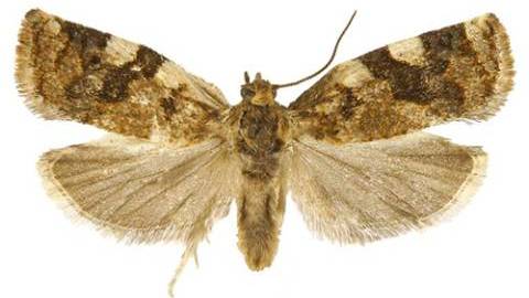 leafroller moth