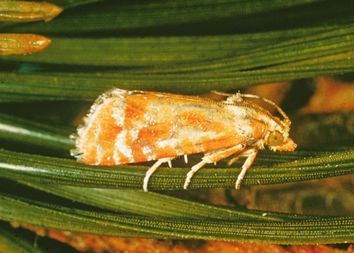 pine tip moth