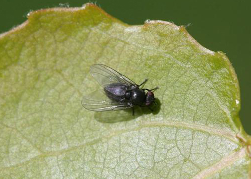 poplar twiggall fly