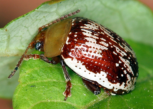 sumac flea beetle