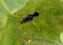 sycamore plant bug