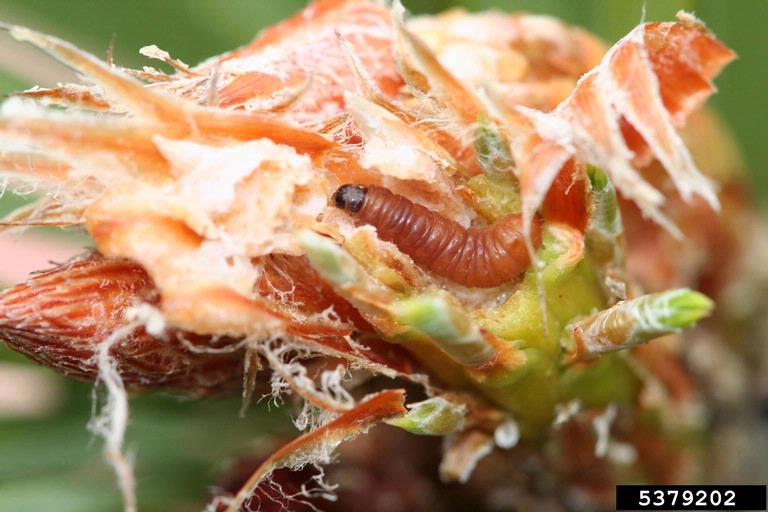 pine tip moth larva