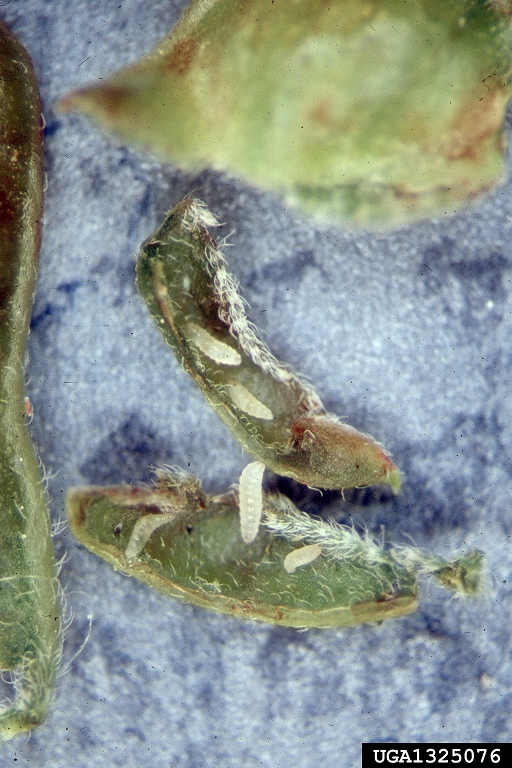 honeylocust pod gall midge
