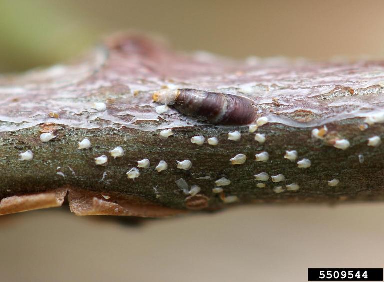 Oystershell Scale  NC State Extension Publications